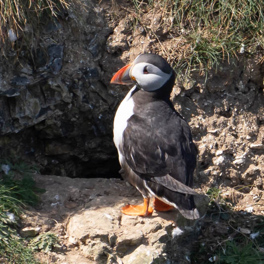 Puffin (Fratercula arctica).jpg